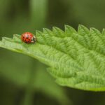 Petra Weiß Heilpraktiker Weinheim Psychotherapie